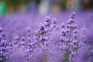 Bee Hovering over Purple Verbena Flowers at Sunset