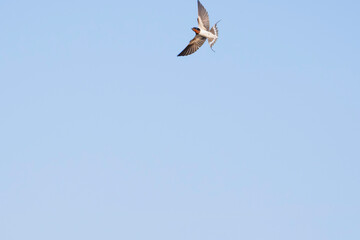 Swallows flying in the blue sky, a summer scene