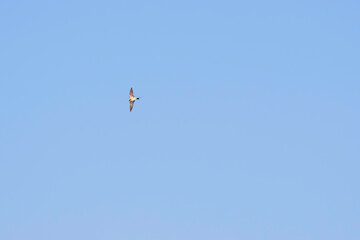 Swallows flying in the blue sky, a summer scene
