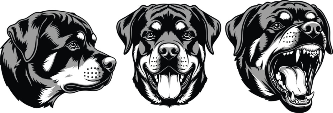 Three rottweiler heads in different poses showing profile front and aggressive with mouth open design