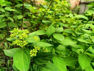 Hydrangea paniculata is preparing to bloom