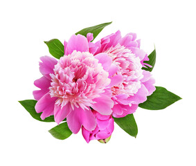 Pink peony flowers and bud in abeautiful floral arrangement isolated on white or transparent background