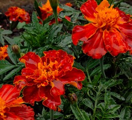 bright marigolds in shades orange and red are flourishing in garden during summer rain. raindrops...