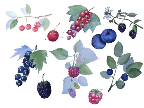 Set of 10 illustration of watercolor painted berries 