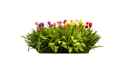 pink tulips on white background