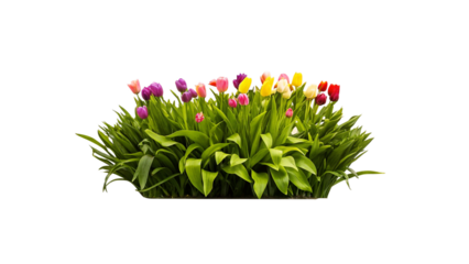 pink tulips on white background