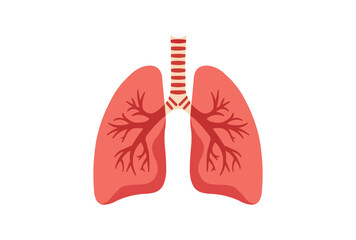 Anatomy of the Lungs Organ System vector illustration.