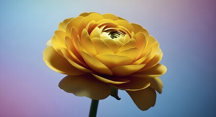 Close up of a vibrant yellow ranunculus flower with a stem against a gradient background on transparent background