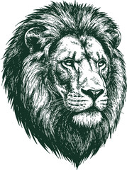 Obraz premium head of lion