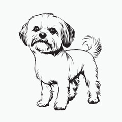 dog on white background