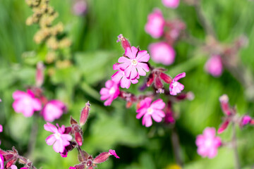 Close-up of pink Silene Dioica L. Clairv. flowers at meadow in the Swiss Alps at Lötschental Valley in the Swiss Alps on a sunny late spring day. Photo taken June 19th, 2025, Lötschental, Switzerland.