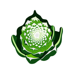 Romanesco vector illustration with fresh design for healthy eating and cooking	concept