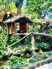 Binturong or Asian bearcat sleeping in a wooden house, surrounded by lush and beautiful green trees in the Indonesian forest
