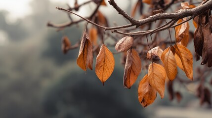 Close-up of autumn leaves on a tree branch against a blurred background