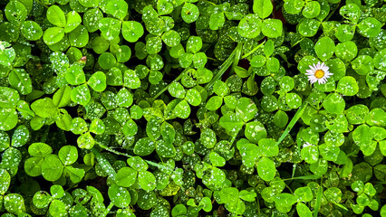 Daisy among dew kissed clover leaves in a lush green meadow