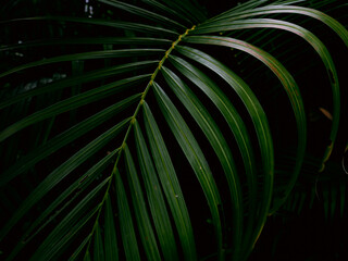 Tropical palm leaves green nature view decoration background texture.