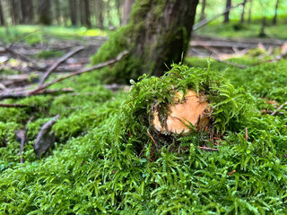 A close-up of edible brown cap Penny bun or boletus edulis mushroom emerging from lush green moss in serene summer fairy tale forest