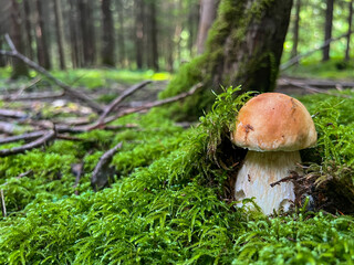 A close-up of edible brown cap Penny bun or boletus edulis mushroom emerging from lush green moss in serene summer fairy tale forest
