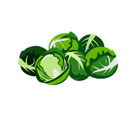 Brussels sprouts vector illustration with fresh design culinary and healthy diet