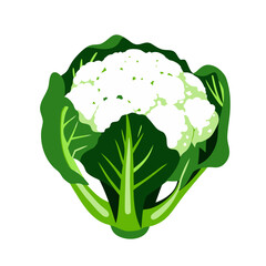 Cauliflower vector illustration with fresh design for health and cooking	