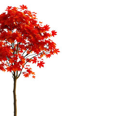 Red Maple Tree Branch Autumn Leaves Fall Colors Nature Image