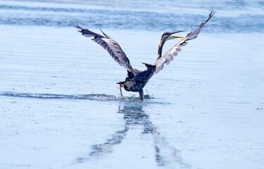 Heron di Seattle