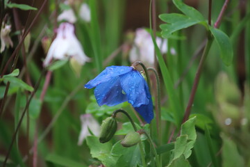 Fiore vitta blu