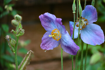 Fiore vitta