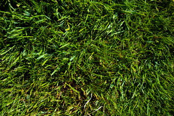 Lush green grass close up with vivid colors and natural texture