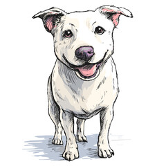 Happy white dog standing and looking toward the viewer  