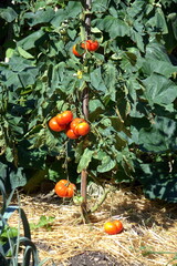 Pianta di pomodori maturi nel giardino – frutti rossi, succosi e pieni di sapore, coltivazione naturale e rigogliosa per orto domestico, ideale per ricette fresche e genuine