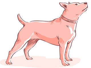 Hand drawn flat vector illustration of a dog standing proudly  
