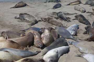 Group of elephant seals resting on a sandy beach. Big Sur, California.