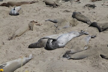 Group Elephant Seals Basking Sandy