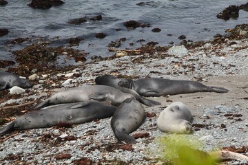 Group of elephant seals resting on a rocky beach by the sea. Big Sur, California.