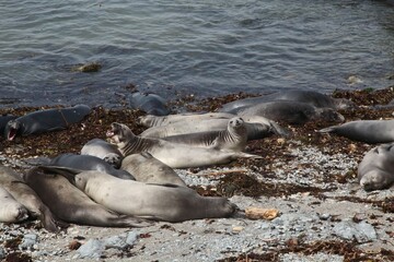 Group of elephant seals lounging on a rocky beach by the sea. Big Sur, California.