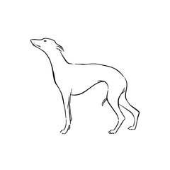 Side profile whippet dog facing left. Hand drawn in black.