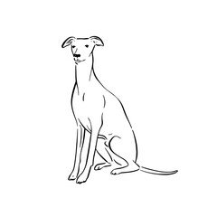 A whippet dog sitting. Simple side profile drawing of a dog