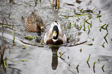 l'anatre in acqua