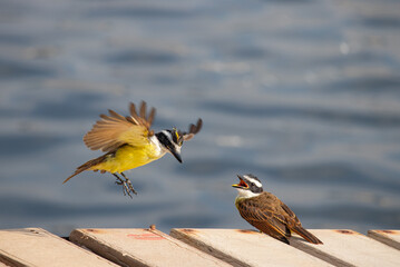 Le due Bem te vi di Brasile