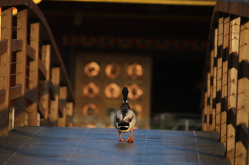 Duck on the bridge