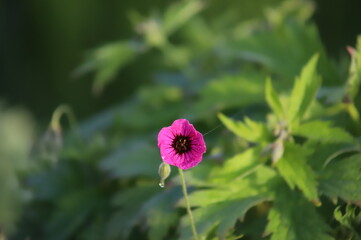 Fiore fusca