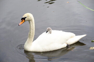 Mamma Cigno e i bimbi
