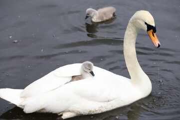 Swan mamma e bimbi