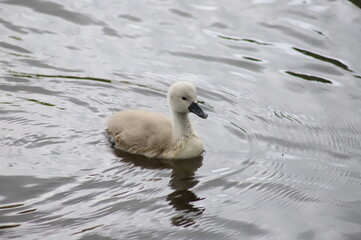 baby cigno