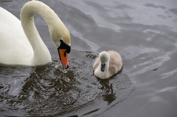 La mamma Swan 