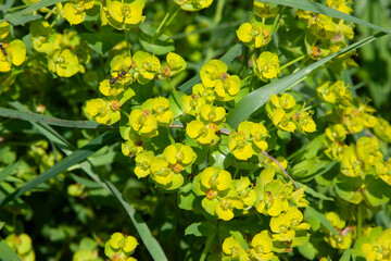 Obraz premium Beautiful summer greenery. Euphorbia cyparissias, cypress spurge green flowers close up selective focus. Green spurge natural floral background