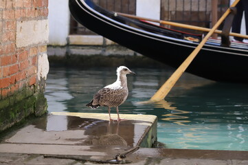Bebe gabbiano e la gondola