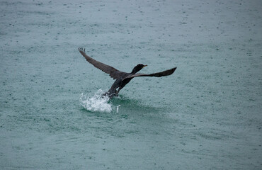 Cormorant nella pioggia
