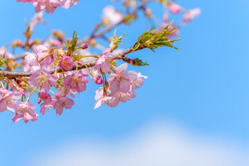 青空に咲く河津桜の花